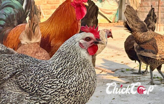 Sonali Chicken chickCoop