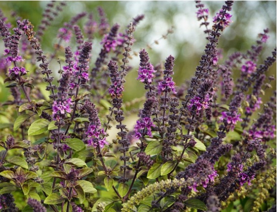 Basil (Ocimum Basilicum) 