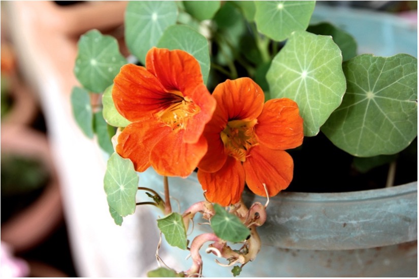 Nasturtium (Tropaeolaceae) 