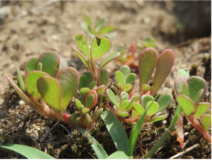 Purslane (Portulaca oleracea) 