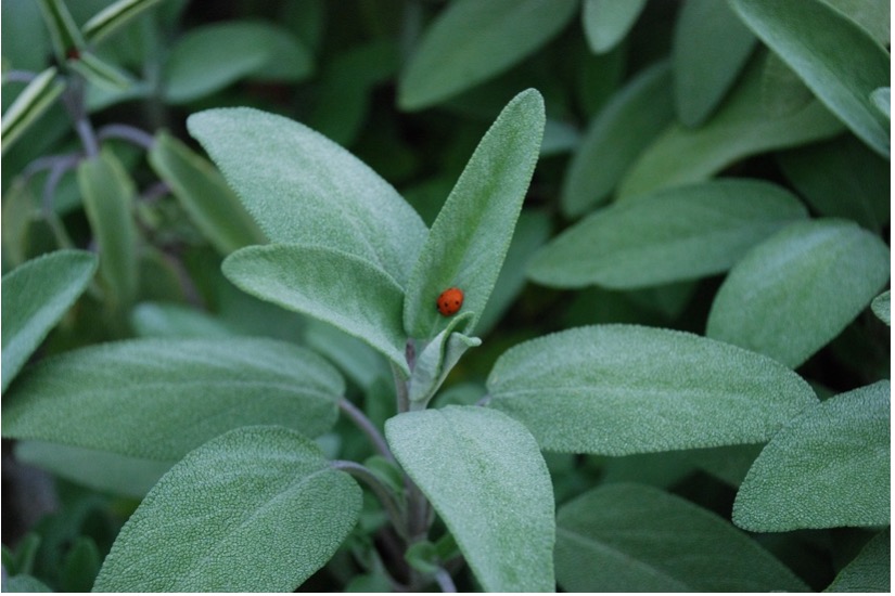 Sage (Salvia officinalis) 
