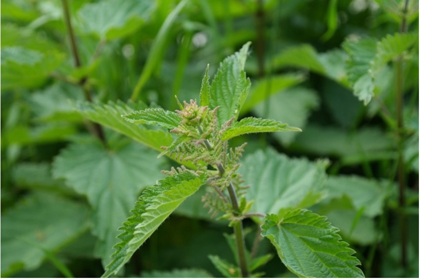 Stinging Nettle (Urtica dioica) 