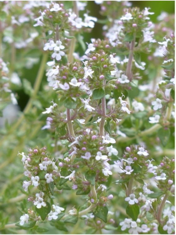 Thyme (Thymus vulgaris) 