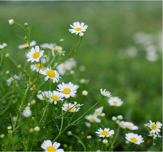 Chamomile 