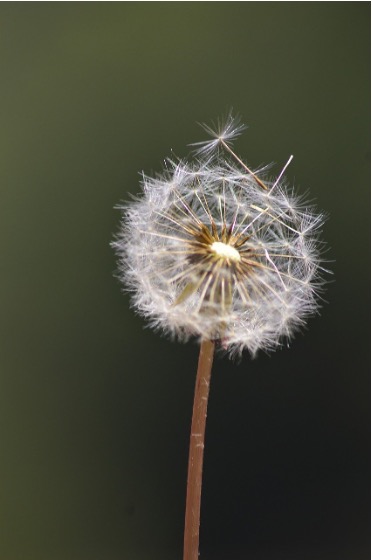 Dandelion 