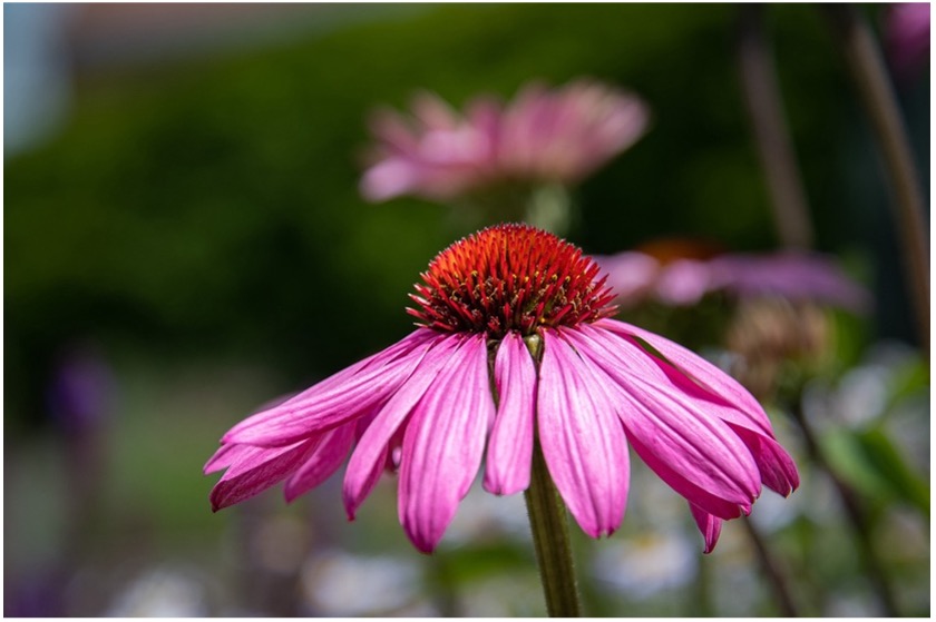 Echinacea (Echinacea purpurea/angustifolia) 