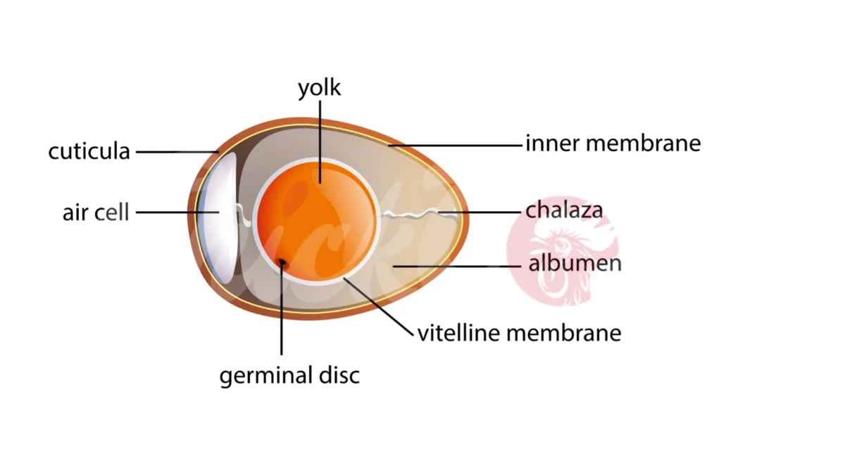 Anantomy of an egg