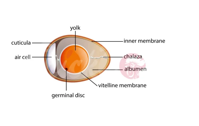 Anantomy of an egg