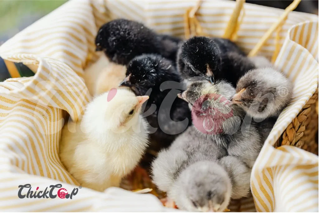 How to Feed Your Day-Old Chicks?