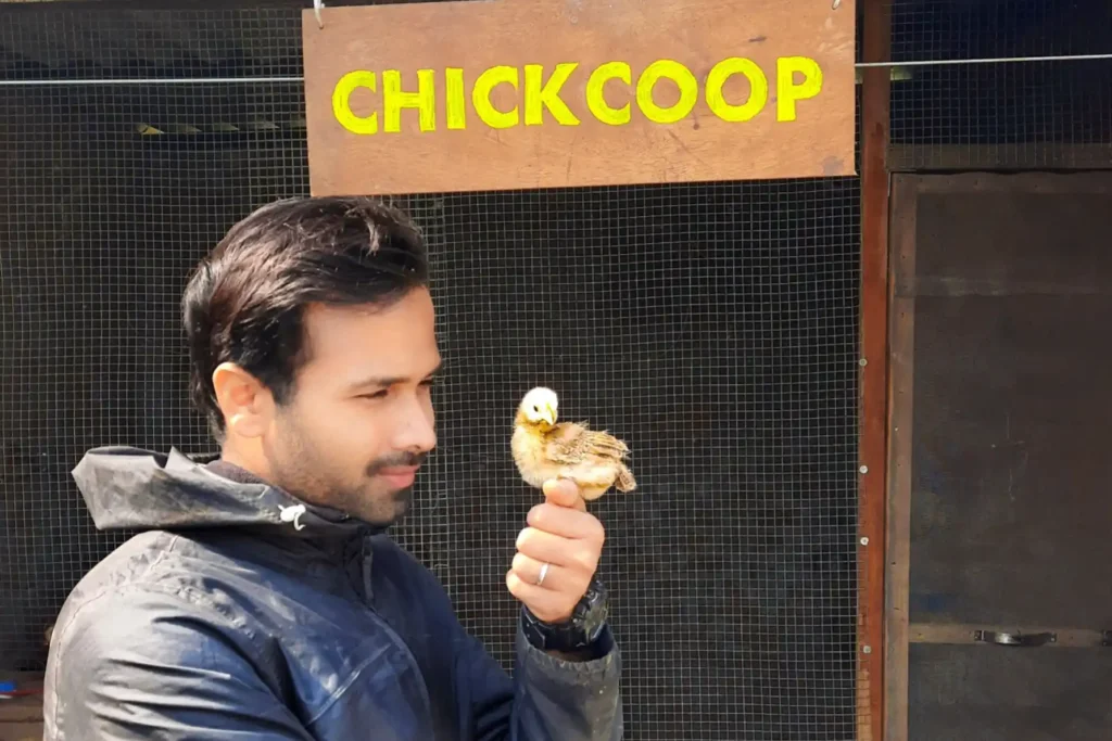 How to buy Good Chicks?