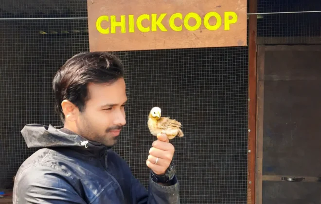 How to buy Good Chicks?