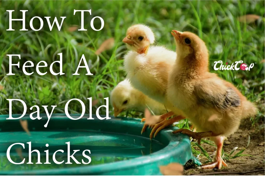 How to feed a day old chicks