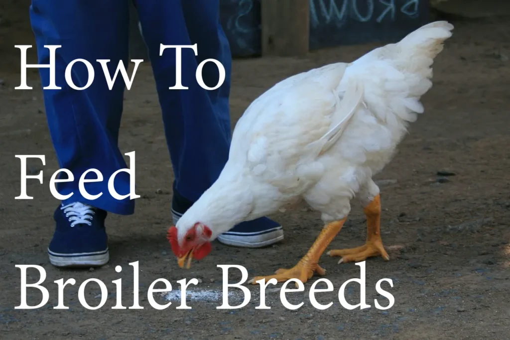 How to feed broiler breeds
