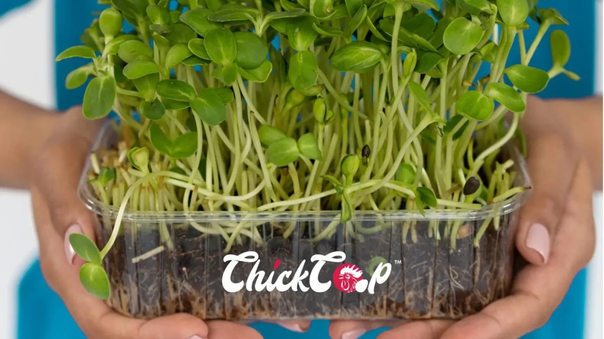 How to grow chicken fooder at home