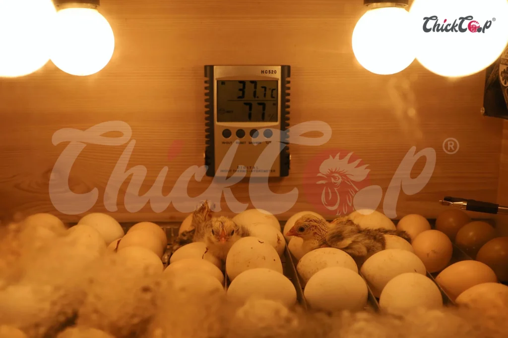 How to make chicks brooder