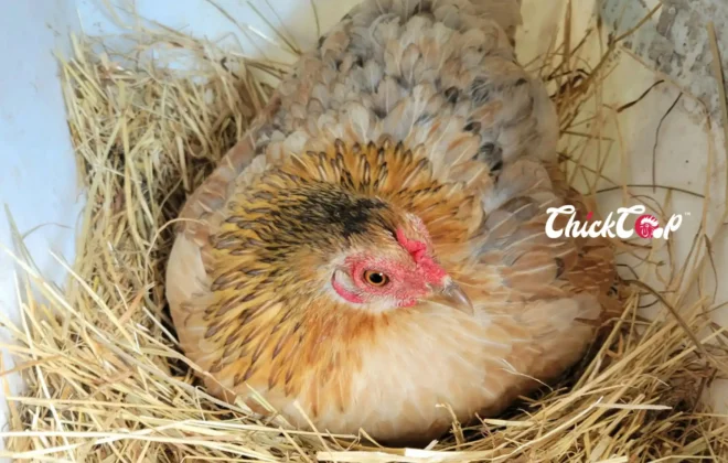 How to make nest box for layers