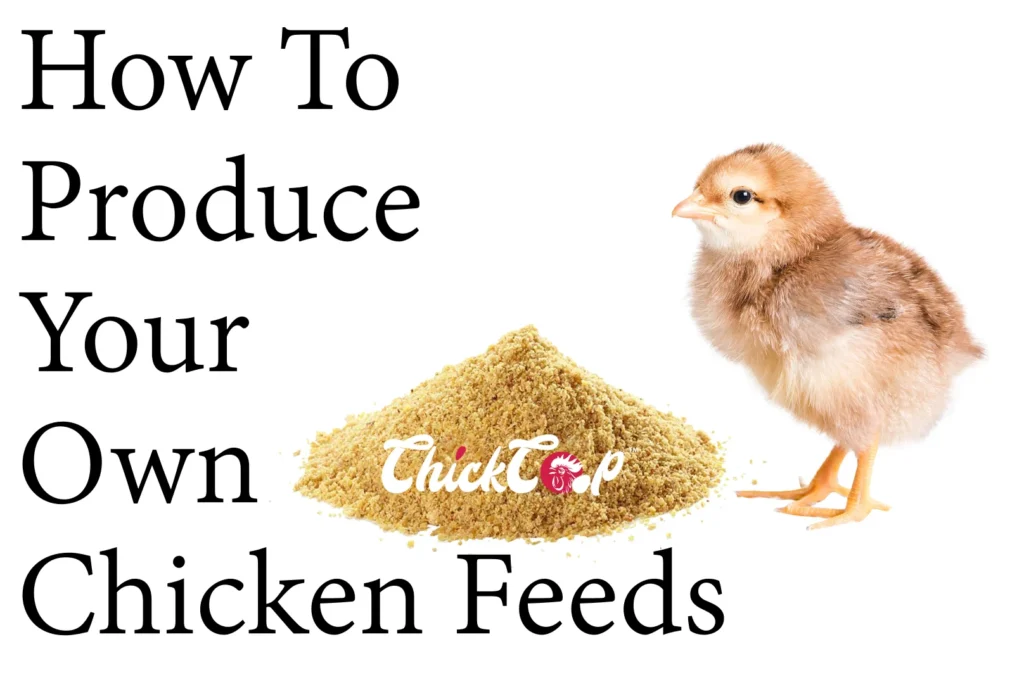 How to produce Your Own Chicken Feeds