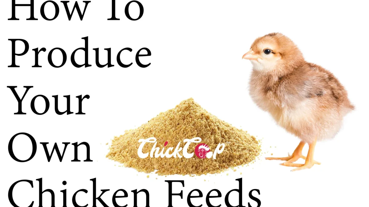 How to produce Your Own Chicken Feeds