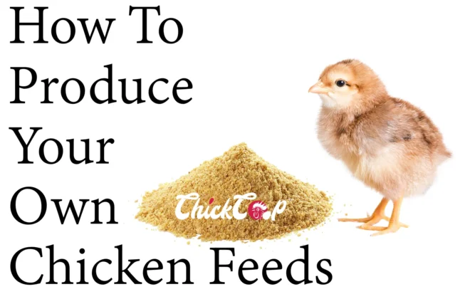 How to produce Your Own Chicken Feeds
