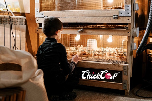 How to set up brooder at home