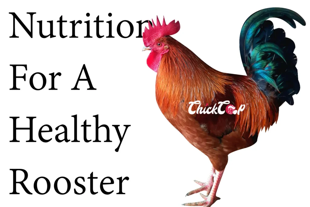 Nutritions for a healthy Roosters