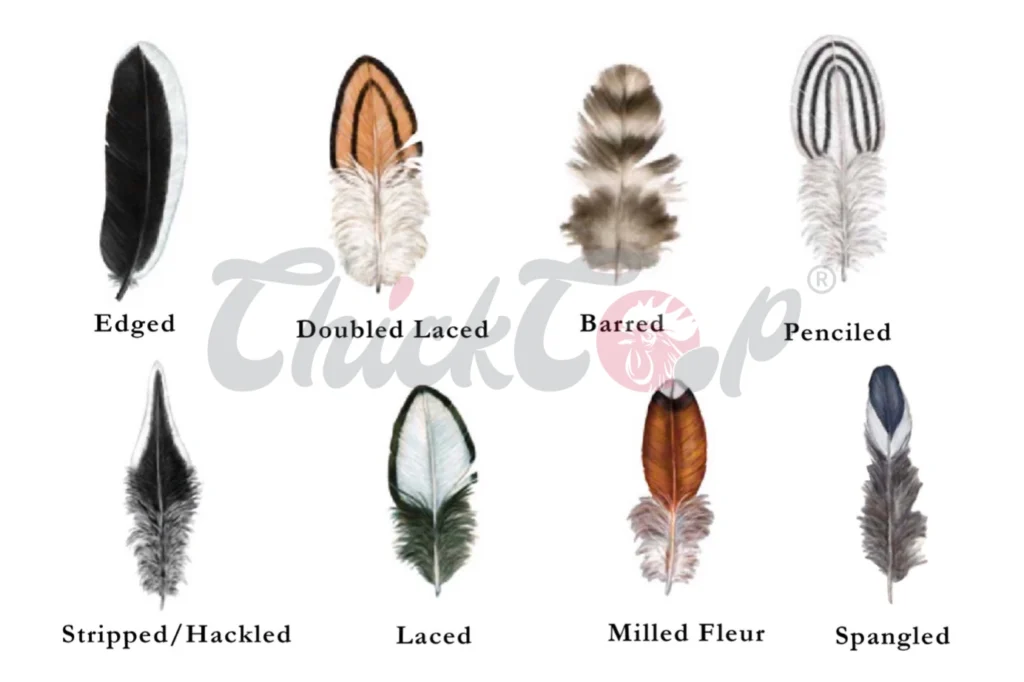 Types of chicken feather
