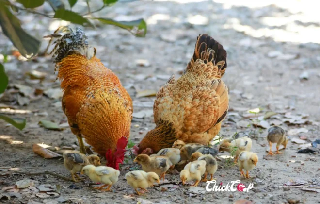 What is parental immunity in Chicken