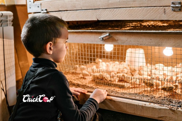 choose right egg incubator Medium