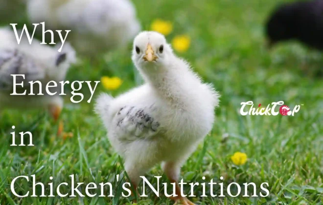 energy in chicken nutritions