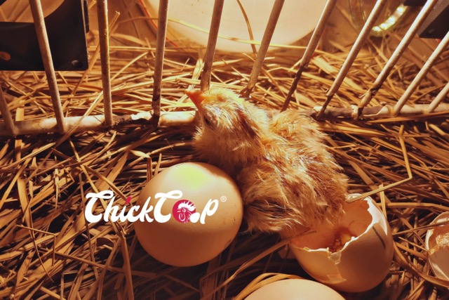 stages of chicks development Medium