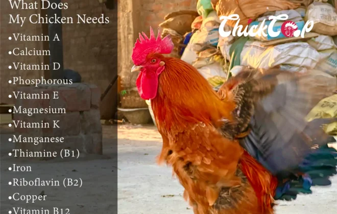 what does my chicken need as nutritions