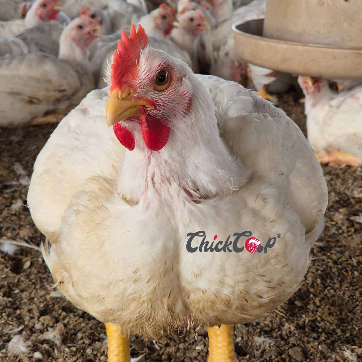 ChickCoop Hubbard